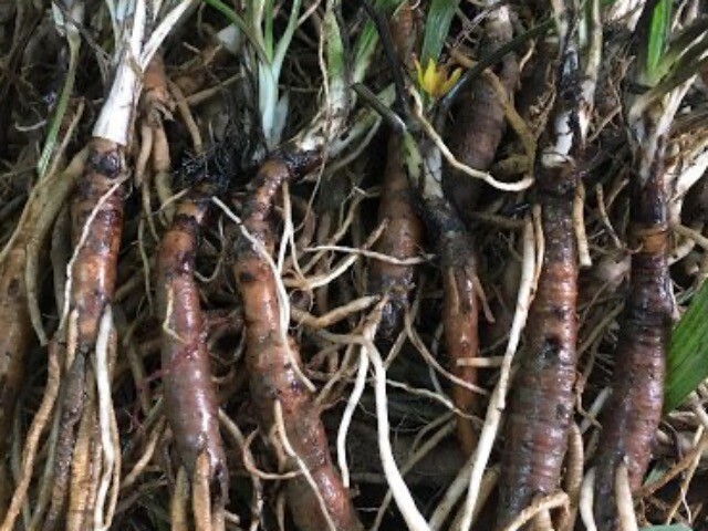 Cây dại mọc ven sông suối nay lên đời thành đặc sản lạ với giá đắt đỏ 600.000 đồng/kg, có tiền cũng khó mà mua