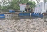 Hàng nghìn tấn cá lồng bè bị chết, nhiều người dân trắng tay sau bão
