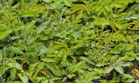 Nghề lạ ở Việt Nam: Cây rau dại mọc ở bờ mương dân trồng bán quanh năm, chỉ 1 tháng là thu hoạch, thành đặc sản lạ