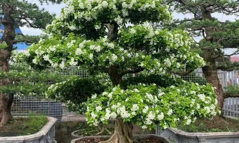Cây dại ở hàng rào "lên chậu" thành bonsai, có cây lên tới 2 tỷ đồng, tỏa mùi thơm đặc biệt và mang lại may mắn