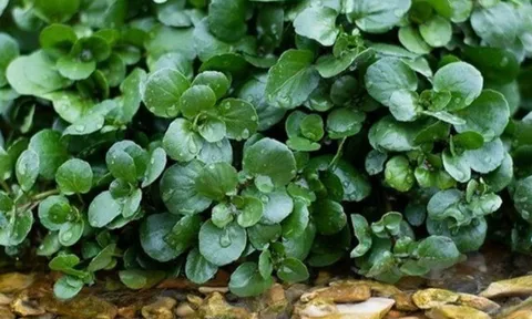 Cây rau được đánh giá "tốt nhất thế giới", Việt Nam trồng bạt ngàn 45 ngày thu hoạch, thành đặc sản 40.000 đồng/kg