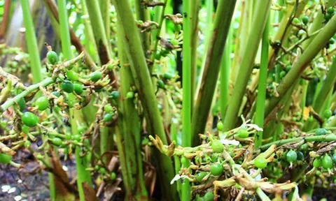 Loại quả đắt đỏ bậc nhất thế giới, Việt Nam trồng bạt ngàn thu hoạch nhiều năm, thành đặc sản nổi tiếng giá 1,2...