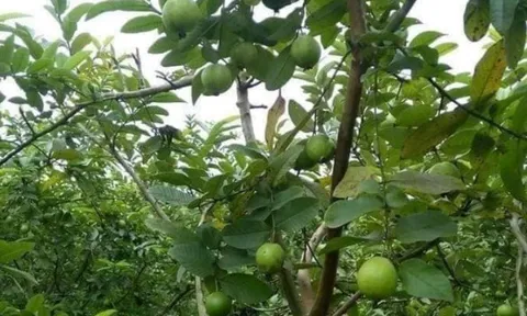 Loại quả dại từng không ai ngó ngàng nay thành đặc sản lạ, cứ trồng 4 tháng là thu hoạch, giúp nông dân đổi đời