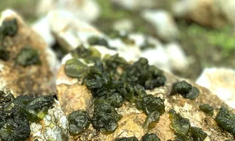 "Lộc trời" xuất hiện khi trời mưa, xưa dành cho người nghèo nay thành đặc sản người thành phố ưa chuộng, 100.000 đồng/kg