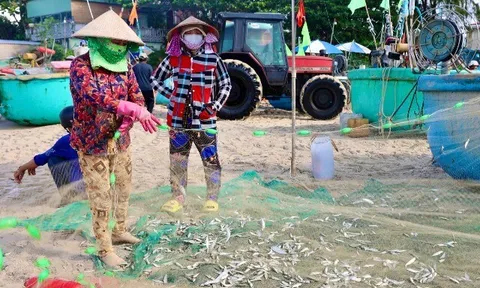 Hình ảnh ngư dân TP HCM trúng mùa cá mai "lộc trời"