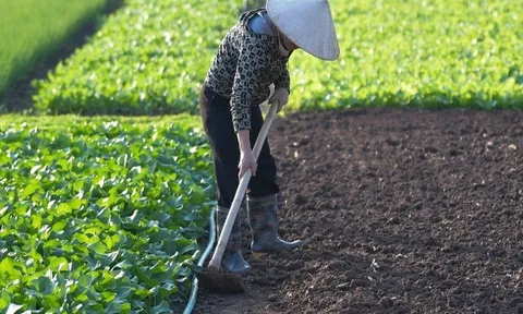 Nhịp sống bình lặng của nông dân Tiền Lệ giữa mùa rau tăng giá