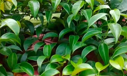 Nghề lạ ở Việt Nam: Cây dại ở bờ rào mang về trồng 3 tháng là thu hoạch, dân hái lá bán quanh năm, thành đặc sản