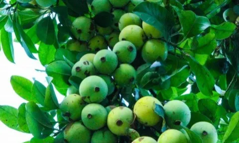 Loại quả xưa chín rụng không ai ngó ngàng, nay thành đặc sản nổi tiếng ở thành phố được ưa chuộng, 60.000 đồng/kg