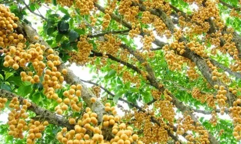 Loại quả xưa rụng đầy gốc không ai ngó ngàng, nay lên đời thành đặc sản miền Tây dân thành phố thích mê, 30.000 đồng/kg