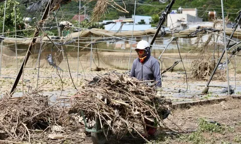 Tan hoang thủ phủ rau Lâm Đồng