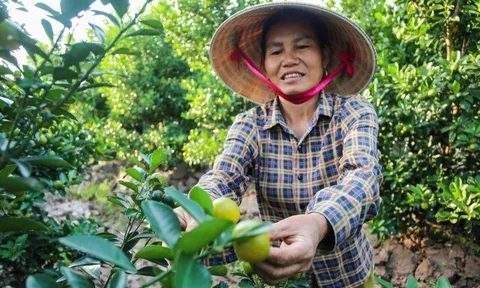 Làng quất lớn nhất xứ Thanh "chạy đua" cho vụ Tết