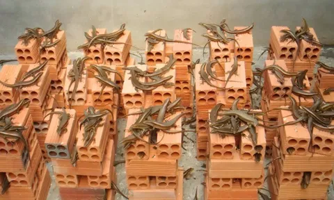 Nghề lạ ở Việt Nam: Nuôi loài vật có vẻ ngoài nhìn “rợn tóc gáy” 6 tháng là xuất bán, nông dân vươn lên làm giàu