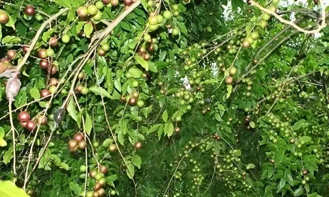 Loại quả xưa không ai ngó ngàng, nay lên đời thành đặc sản được dân thành phố ưa chuộng, bán 80.000 đồng/kg