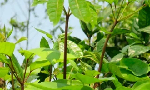 Đặc sản có tên "ngượng đỏ mặt", xưa mọc bờ rào nay thành món khoái khẩu được ưa chuộng vì hương vị lạ, 50.000 đồng/kg