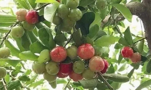 Cây ăn quả quen thuộc lên chậu thành bonsai được ưa chuộng, có cây giá tới 7 tỷ đồng, mang lại may mắn và tài lộc