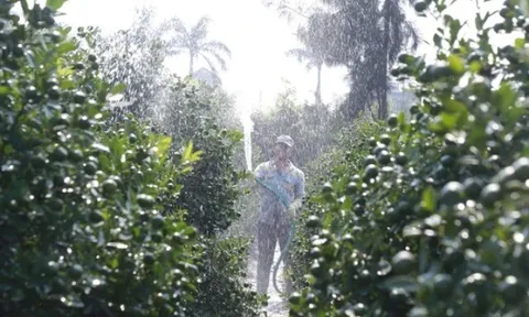 Bên trong làng trồng quất cảnh nổi tiếng ở Ninh Bình chuẩn bị phục vụ Tết Bính Ngọ