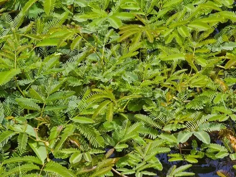 Nghề lạ ở Việt Nam: Cây rau dại mọc ở bờ mương dân trồng bán quanh năm, chỉ 1 tháng là thu hoạch, thành đặc sản lạ