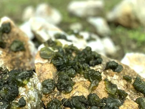 "Lộc trời" xuất hiện khi trời mưa, xưa dành cho người nghèo nay thành đặc sản người thành phố ưa chuộng, 100.000 đồng/kg