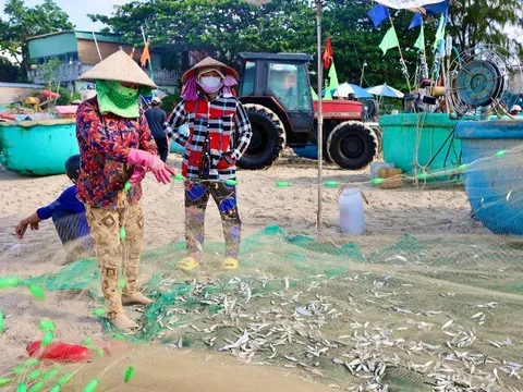 Hình ảnh ngư dân TP HCM trúng mùa cá mai "lộc trời"