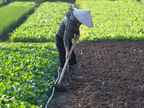 Nhịp sống bình lặng của nông dân Tiền Lệ giữa mùa rau tăng giá