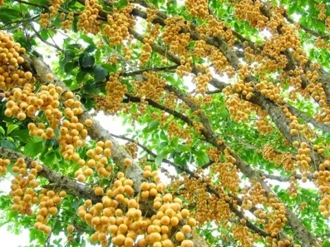Loại quả xưa rụng đầy gốc không ai ngó ngàng, nay lên đời thành đặc sản miền Tây dân thành phố thích mê, 30.000 đồng/kg
