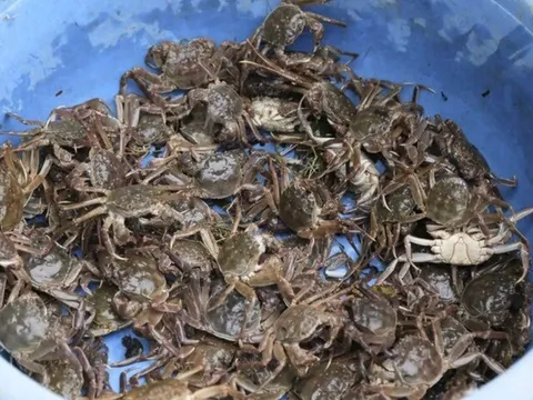 Đặc sản có tên vô cùng lạ, xưa ít ai biết đến nay thành món khoái khẩu được ưa chuộng ở thành phố, 200.000 đồng/kg