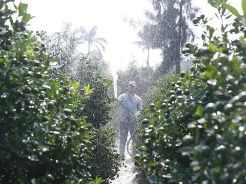 Bên trong làng trồng quất cảnh nổi tiếng ở Ninh Bình chuẩn bị phục vụ Tết Bính Ngọ